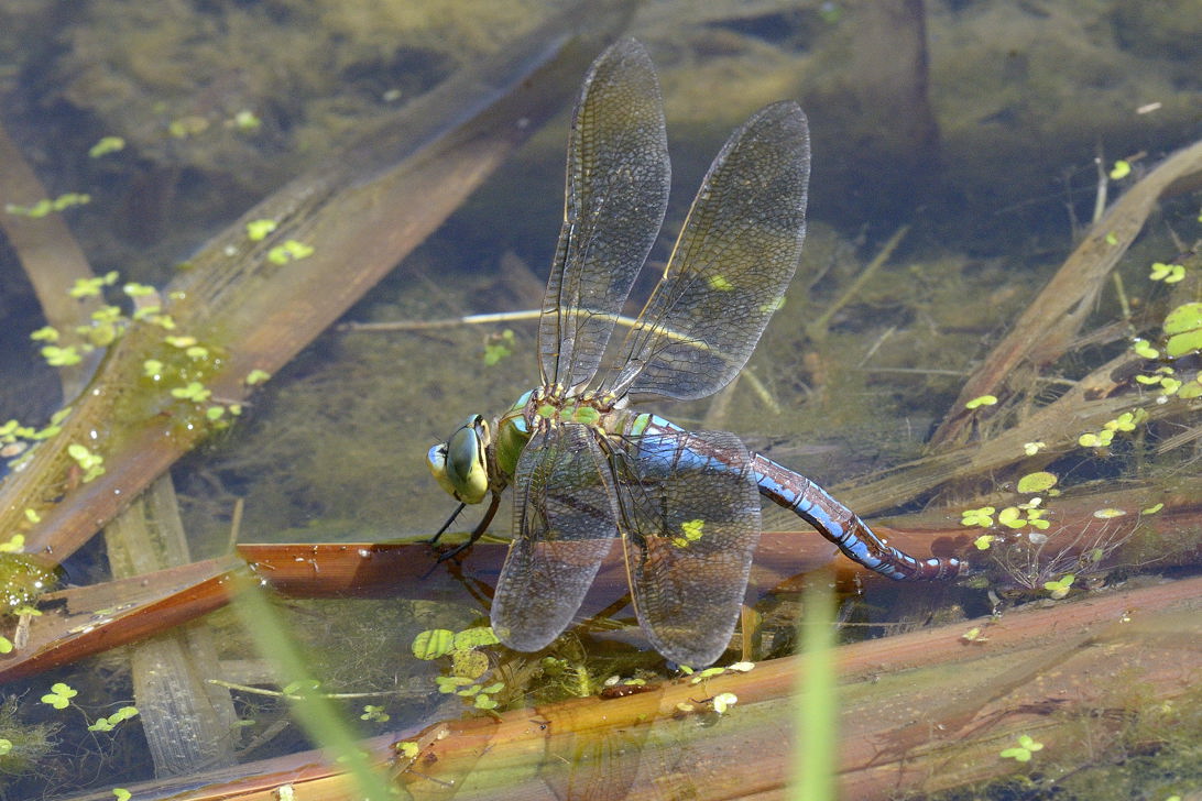 Anax parthenope in ovodeposizione? - No,  Anax imperator